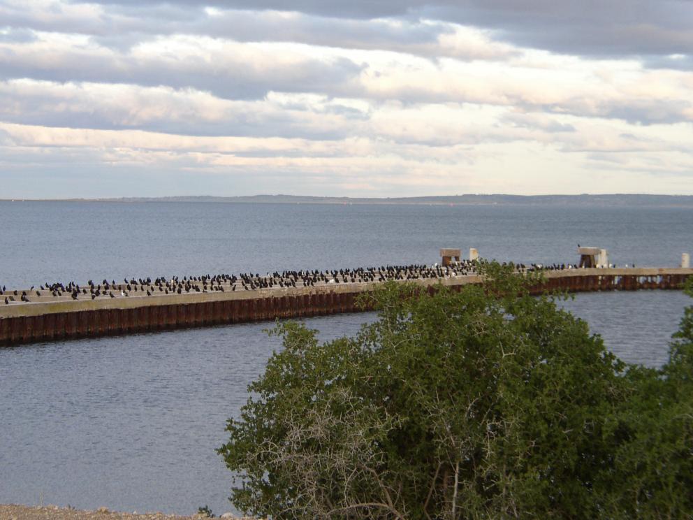 Birds on a Pier