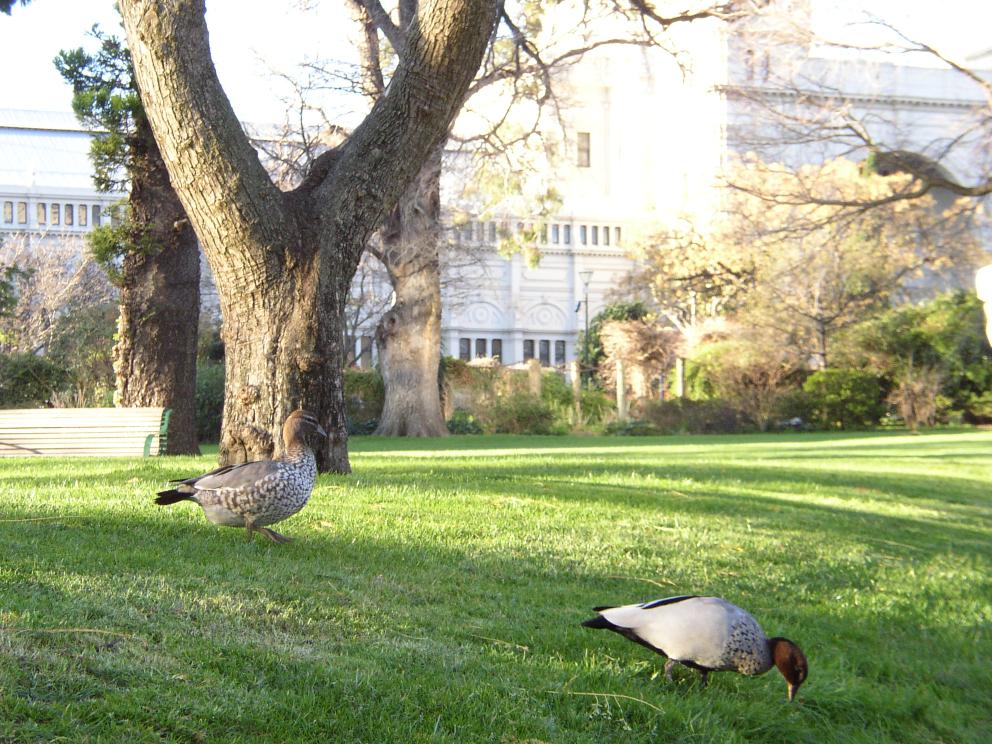 Happy Ducks