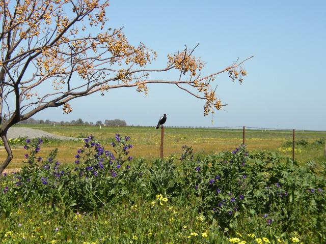 A Magpie