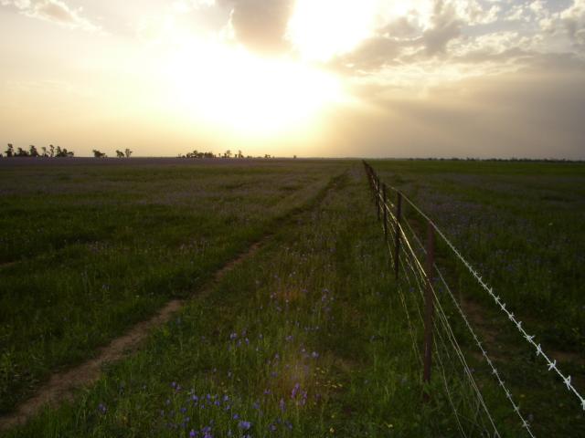 Endless Fence