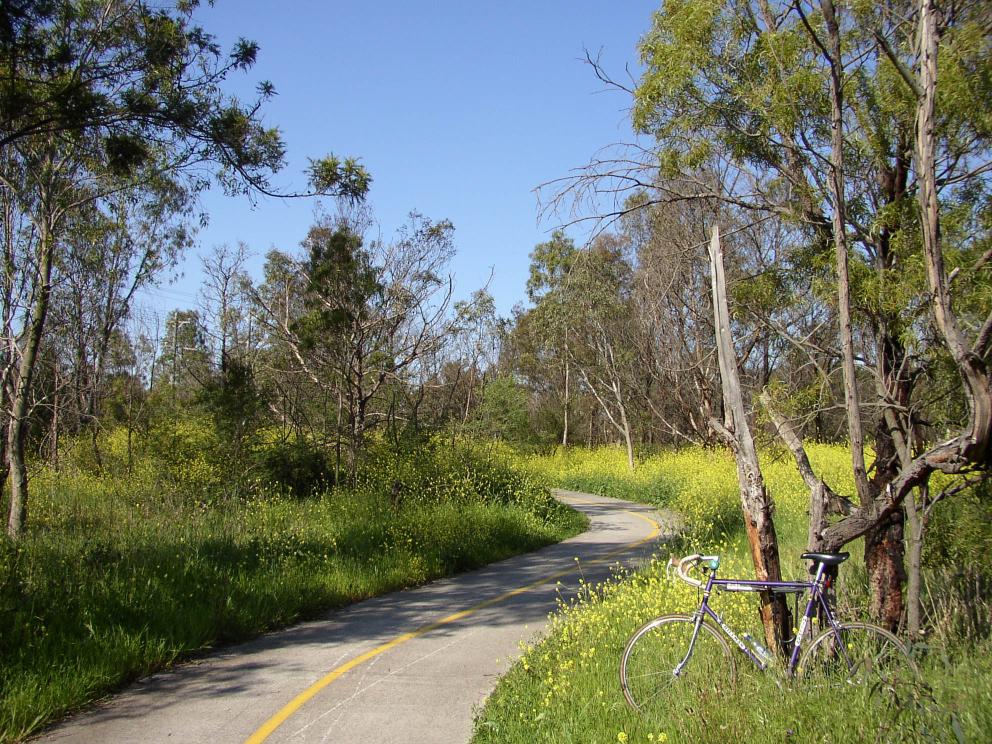 Darebin Creek 6