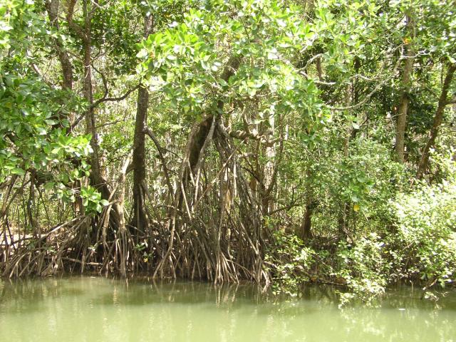 Mangroves