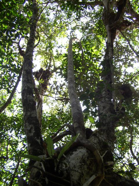 Tree on a Tree