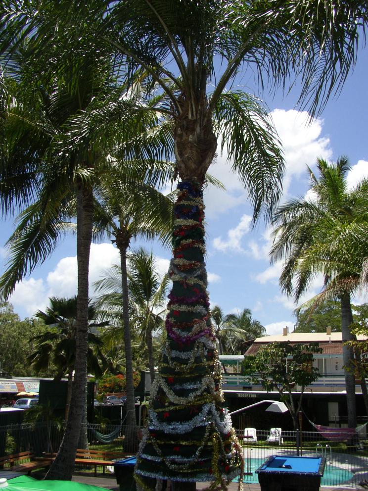 Christmas Palm Tree