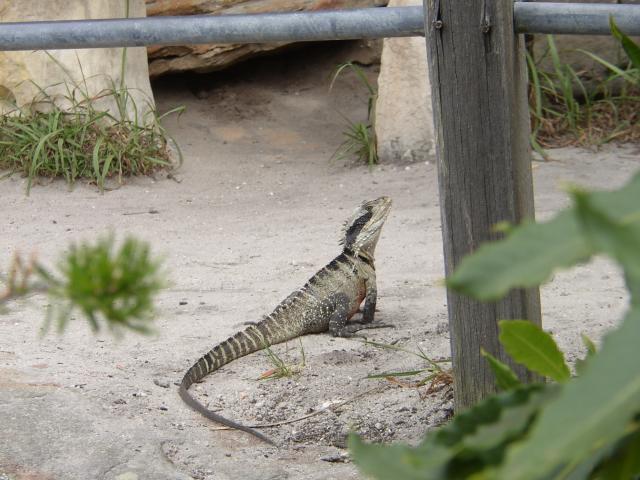 Another Lizard