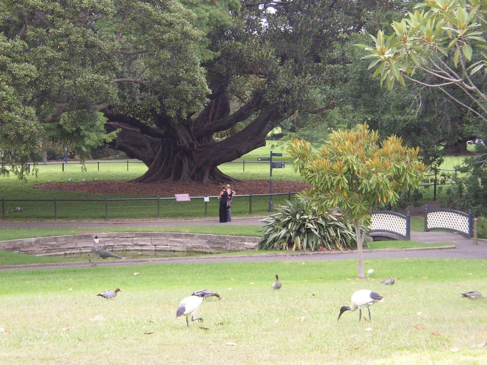 Royal Botanic Gardens