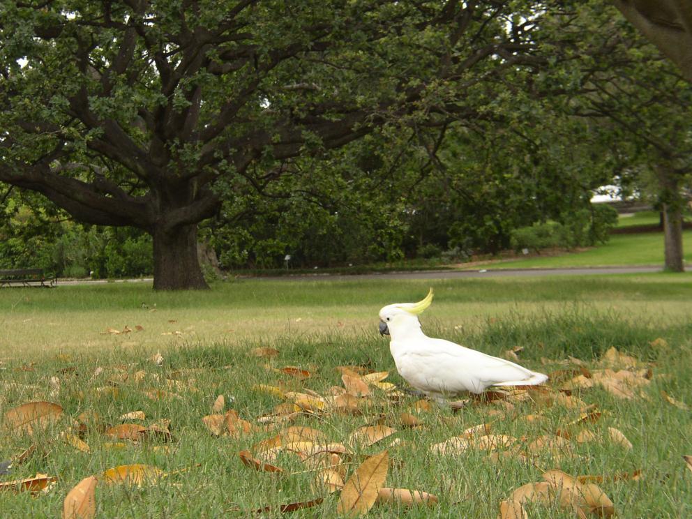 A Cockatoo