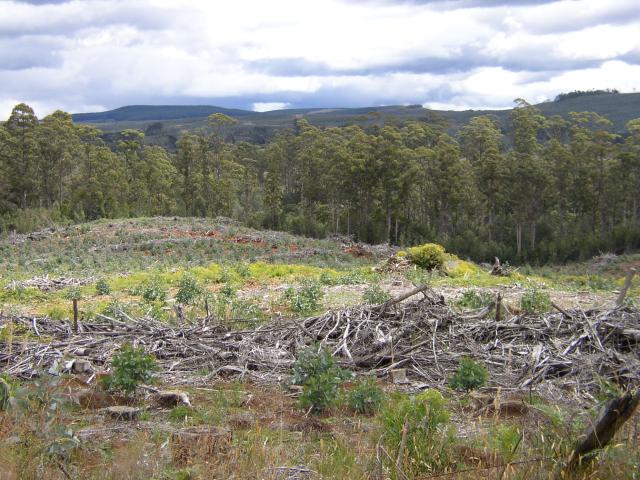 Forest Destruction