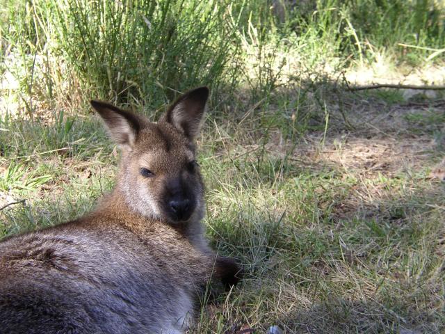 Sleepy Pademelon