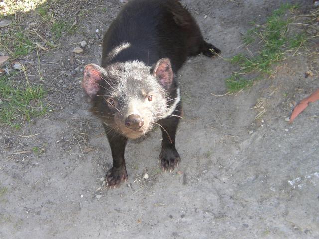 Cute Tasmanian Devil