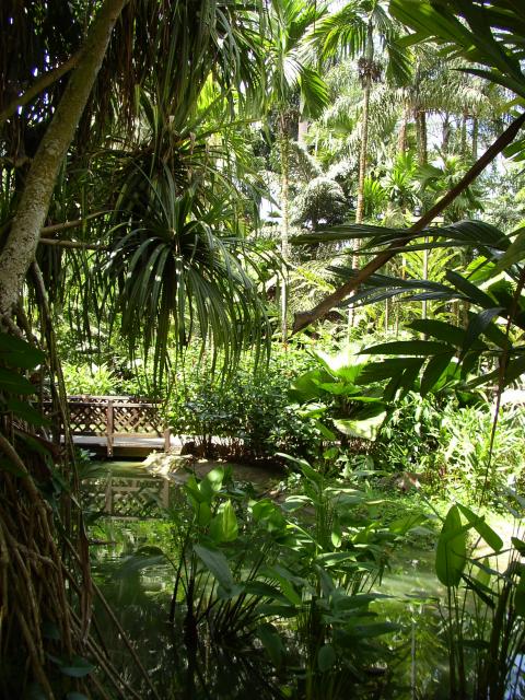 Tropical Pond