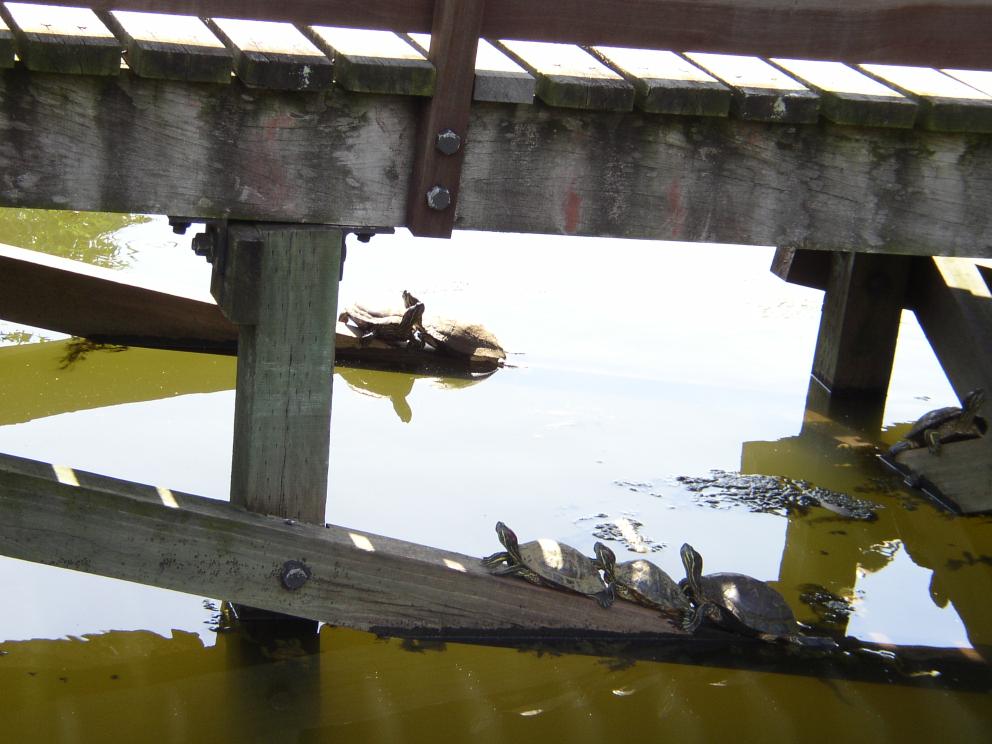 Sun-bathing Turtles