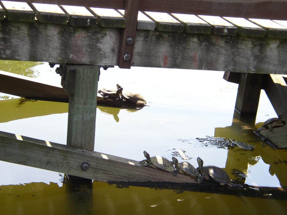 Sun-bathing Turtles