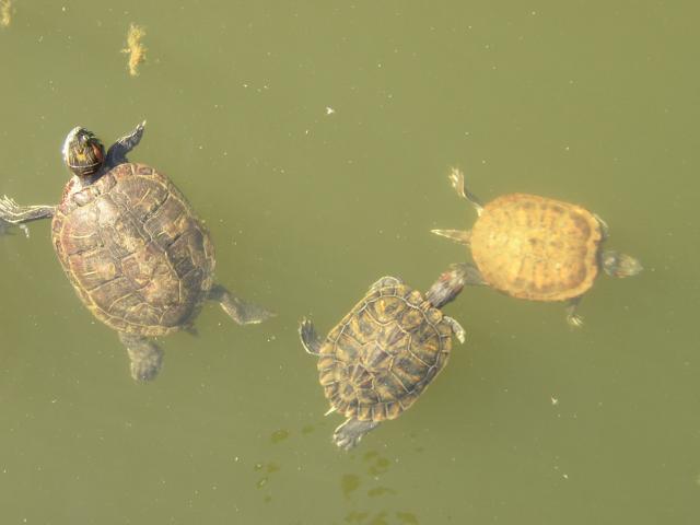 Swimming Turtles