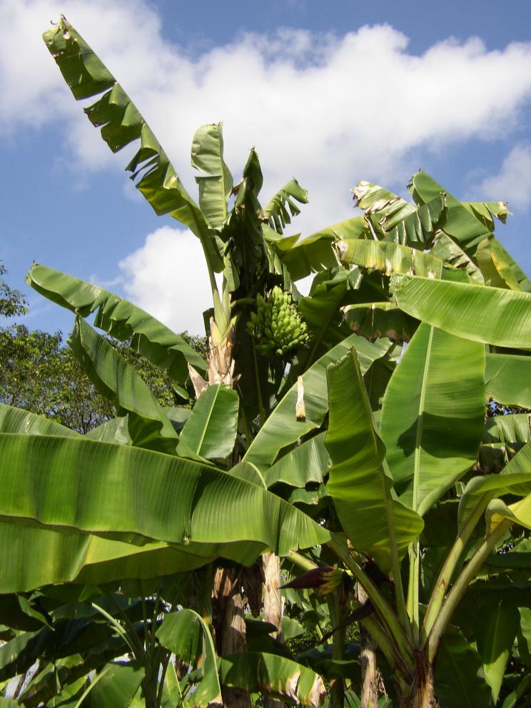 Banana Trees