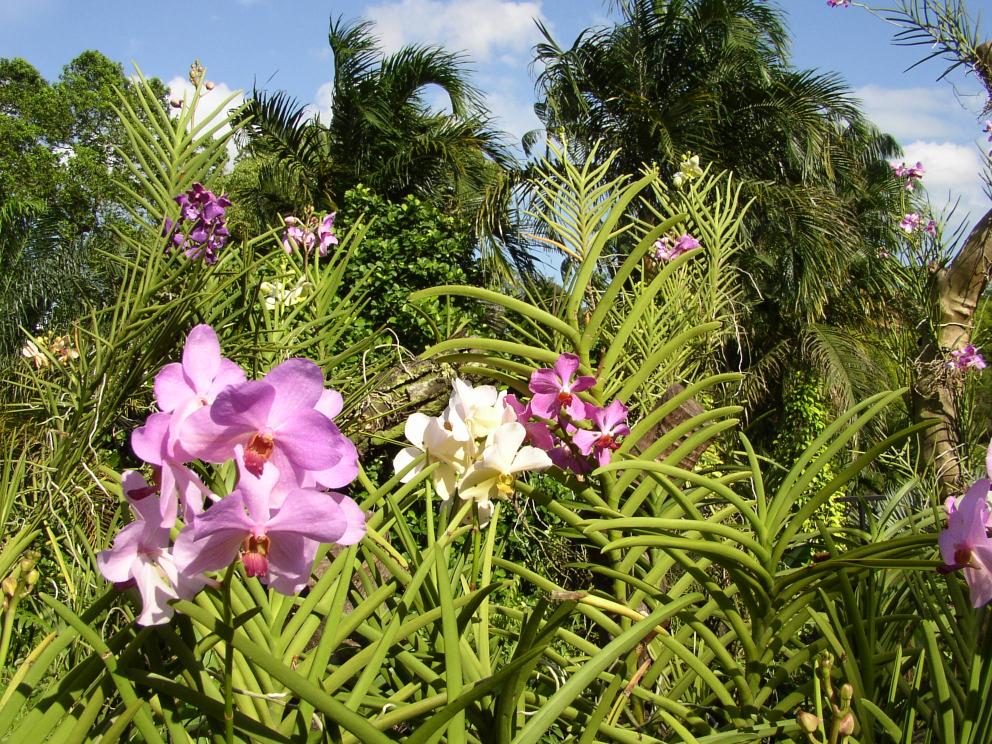 Orchids