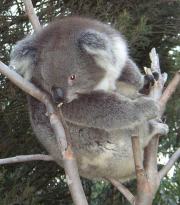 A Koala