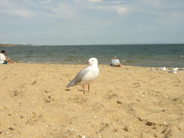 St. Kilda beach