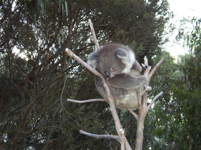 A Koala