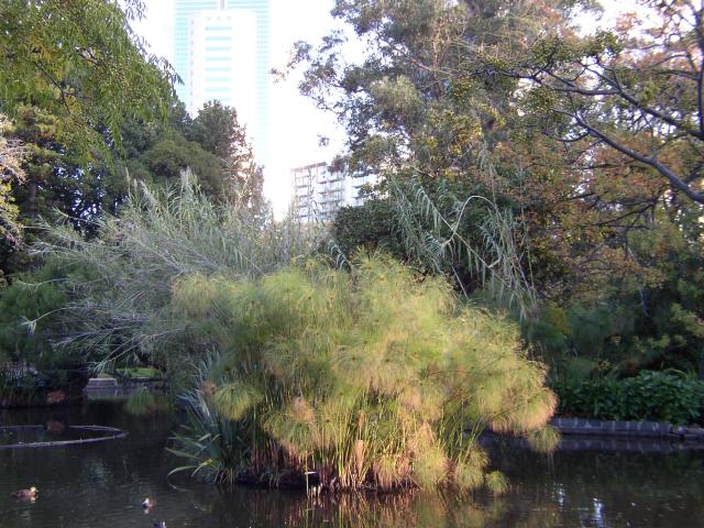 Pond in the City
