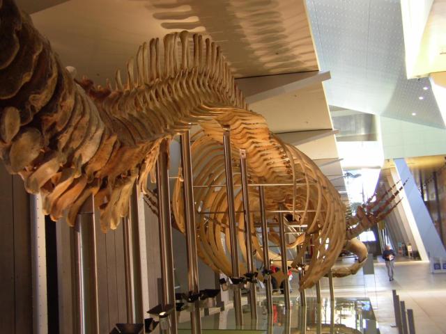 A Whale Skeleton
