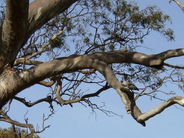 Ducks in the Tree
