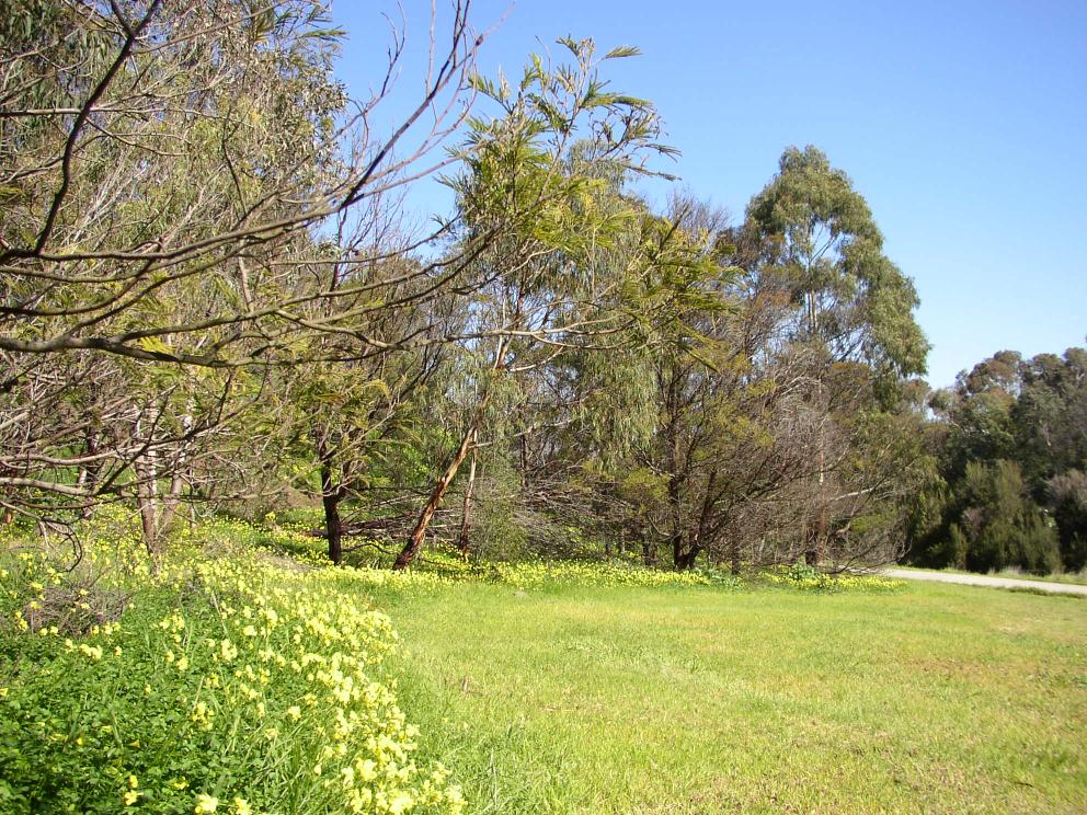 Flowers @ Darbin Creek
