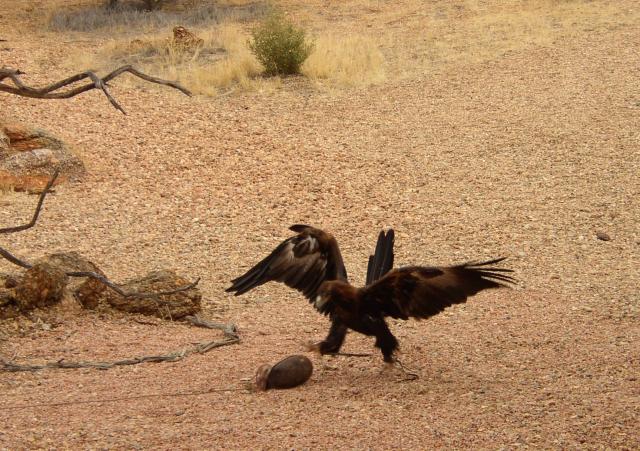 Bird Show in Desert Park