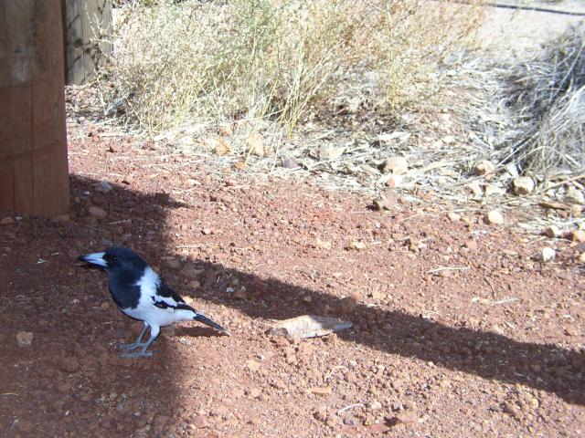 A Butcher Bird