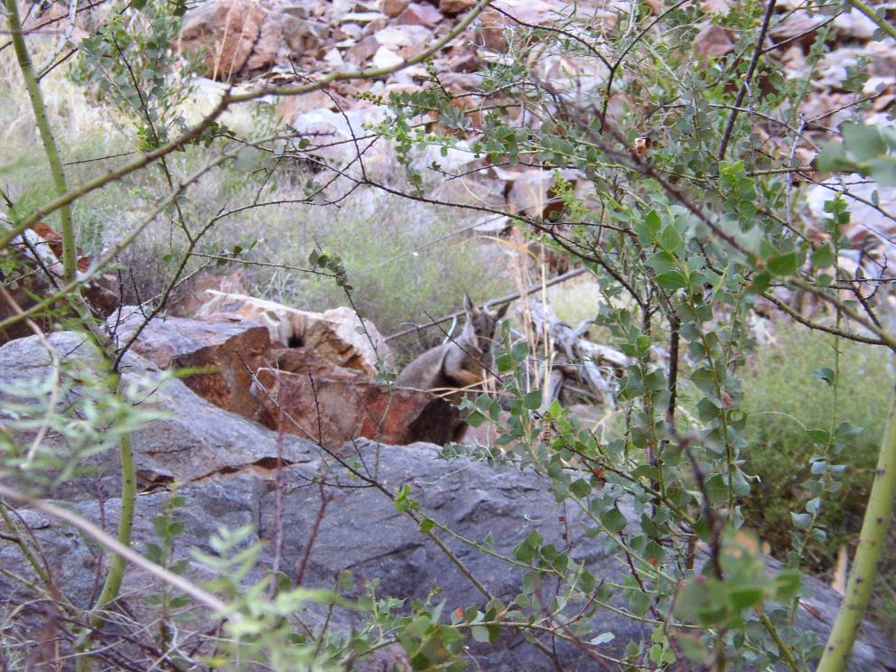 A Wallabie