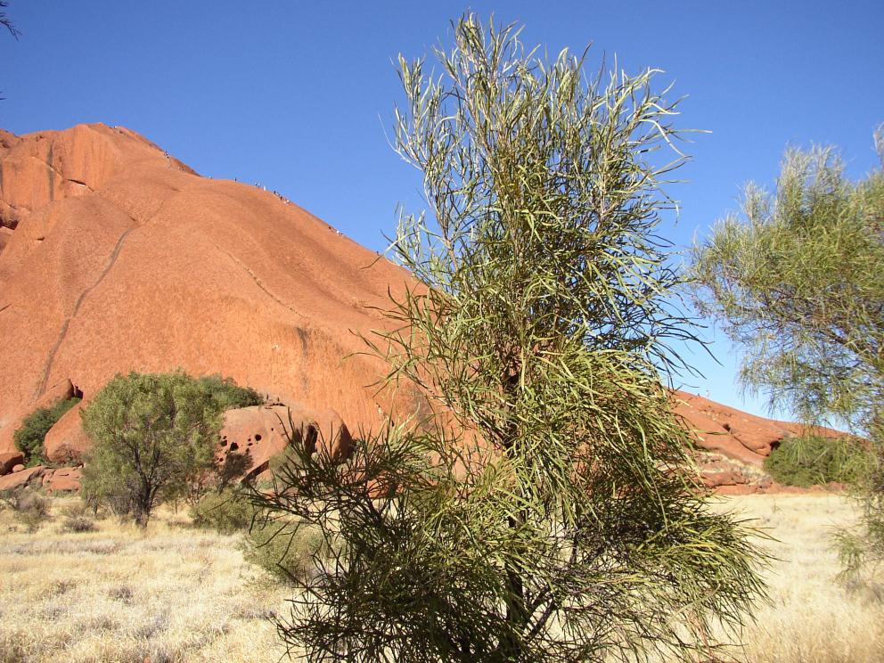 Uluru 2