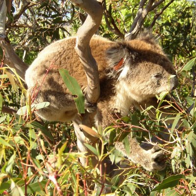 Koala im Baum