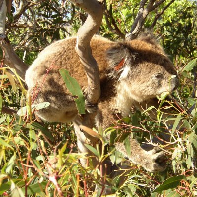 Koala in a tree