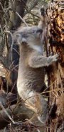 Climbing Koala